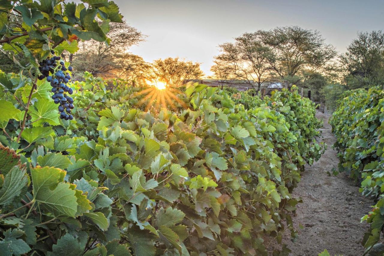 Neuras Wine And Wildlife Estate Hotel Namib-Naukluft National Park ภายนอก รูปภาพ